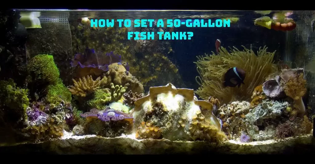 50-gallon fish tank