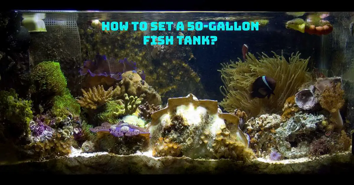 How To Set A 50-Gallon Fish Tank? - Fish Keeping Guide