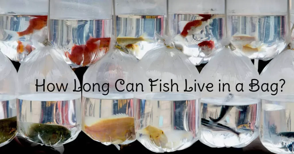 fish live in a bag