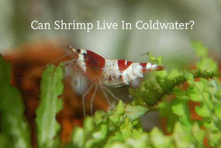 can shrimp live in coldwater