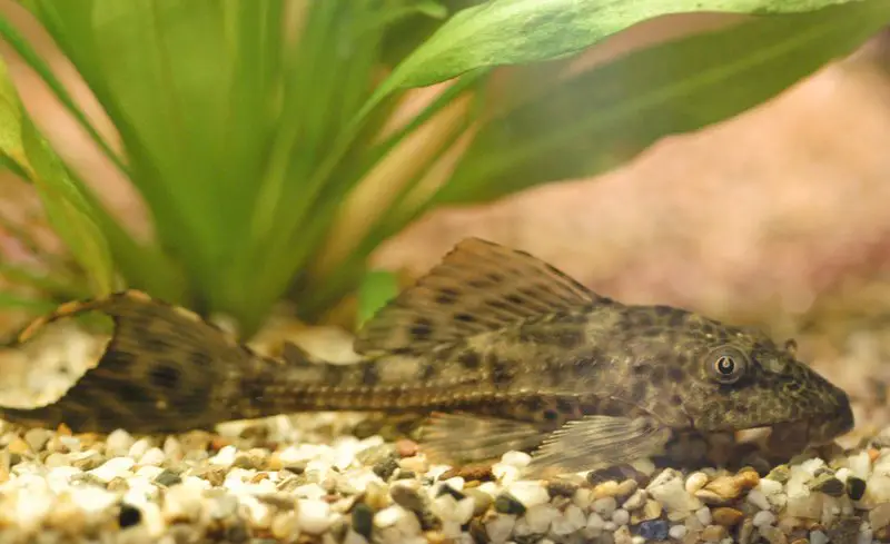 the best fish for beginners: Plecostomus