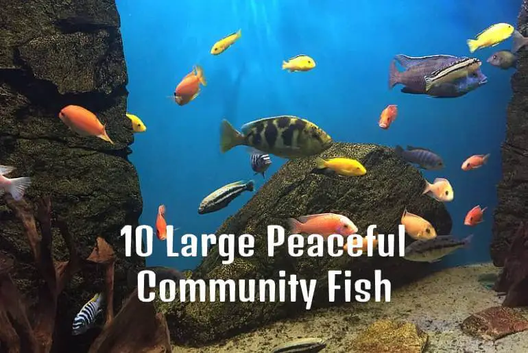 Large Peaceful Community Fish