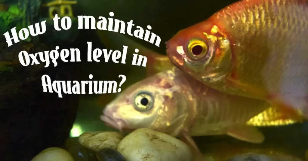 How To Maintain The Oxygen Level In Aquarium?