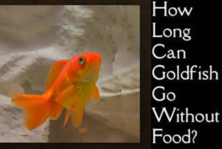 goldfish go without food