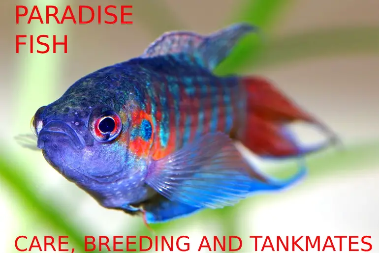 paradise fish