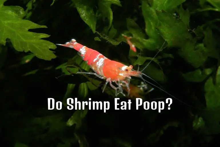shrimp eat poop