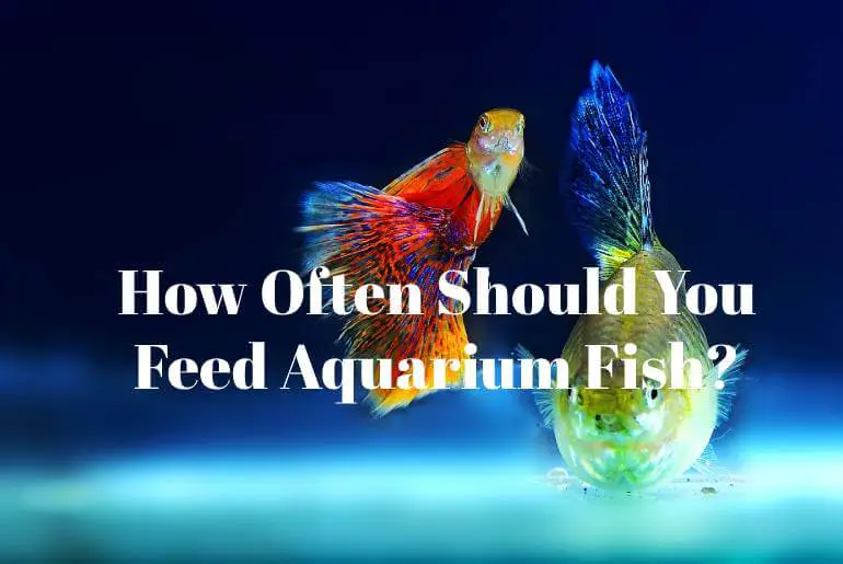 feed aquarium fish