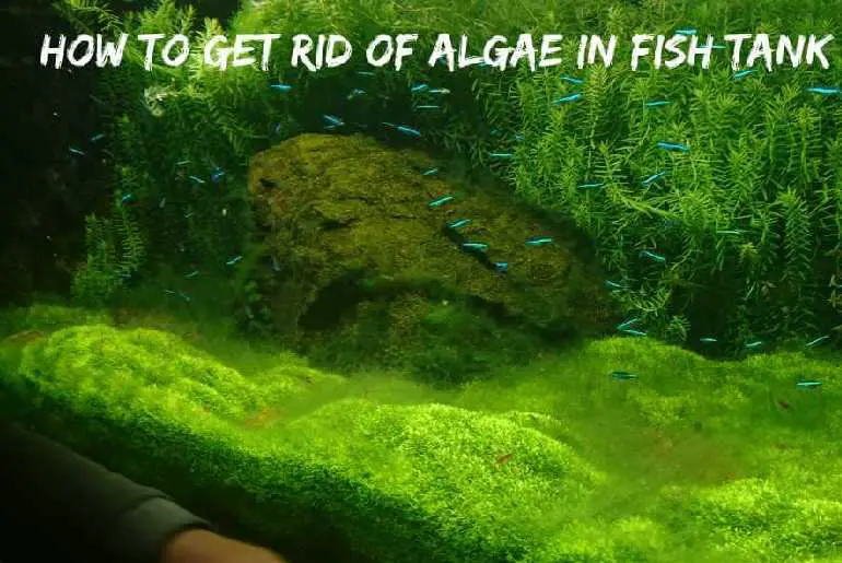 get rid of algae