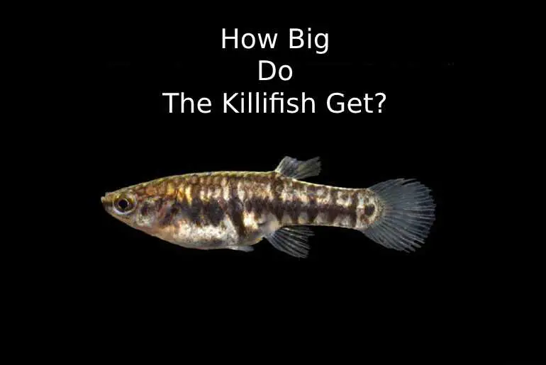 how big do killifish get?