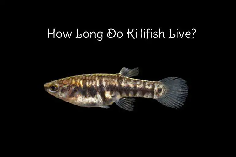 how long do killifish live