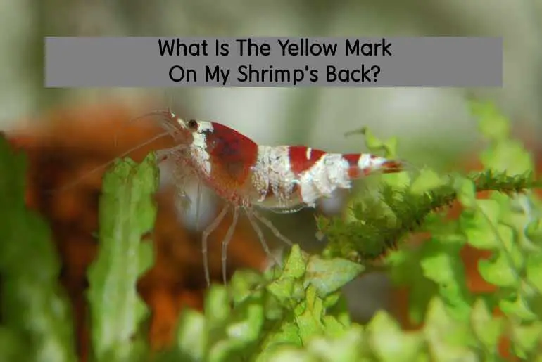 yellow mark on my shrimp's back