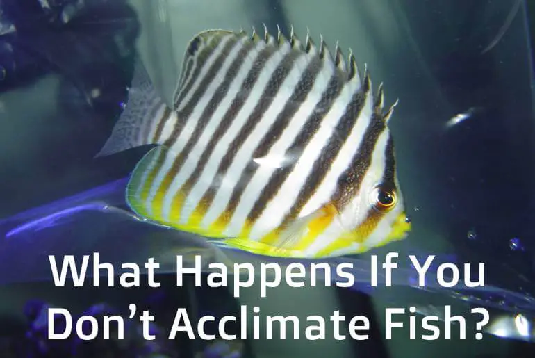 Acclimate fish