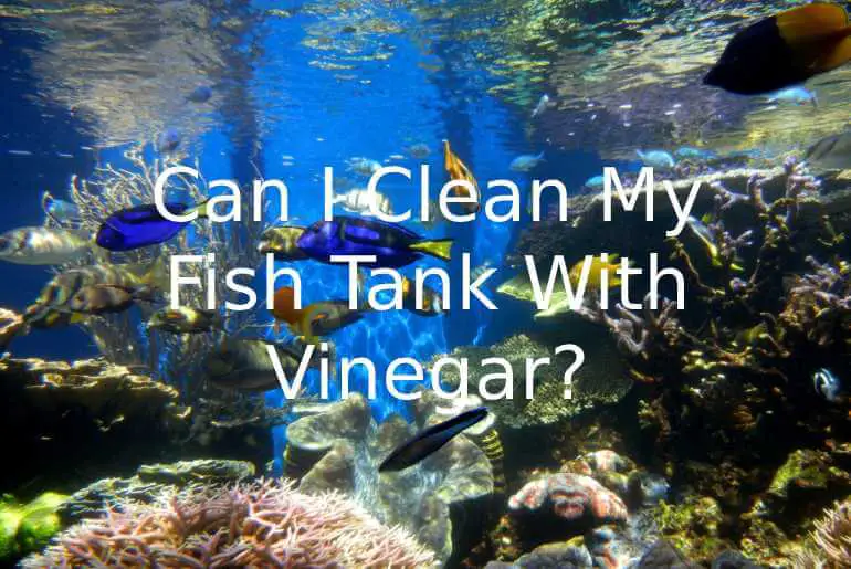 can I use vinegar to clean my fish tank