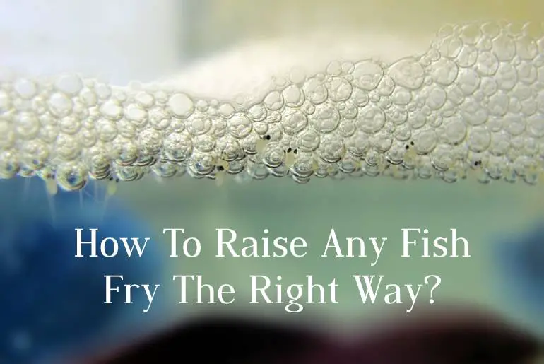 raise fish fry