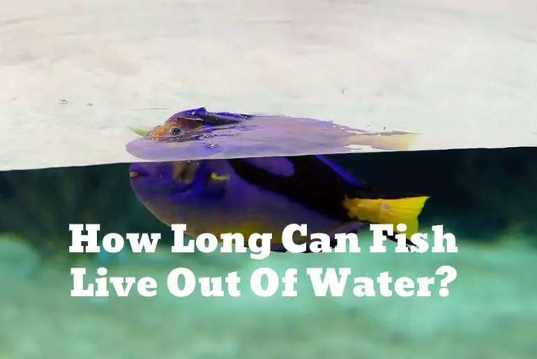 Fish Live Out Of Water