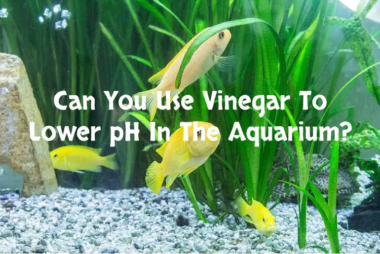 Vinegar To Lower pH In The Aquarium