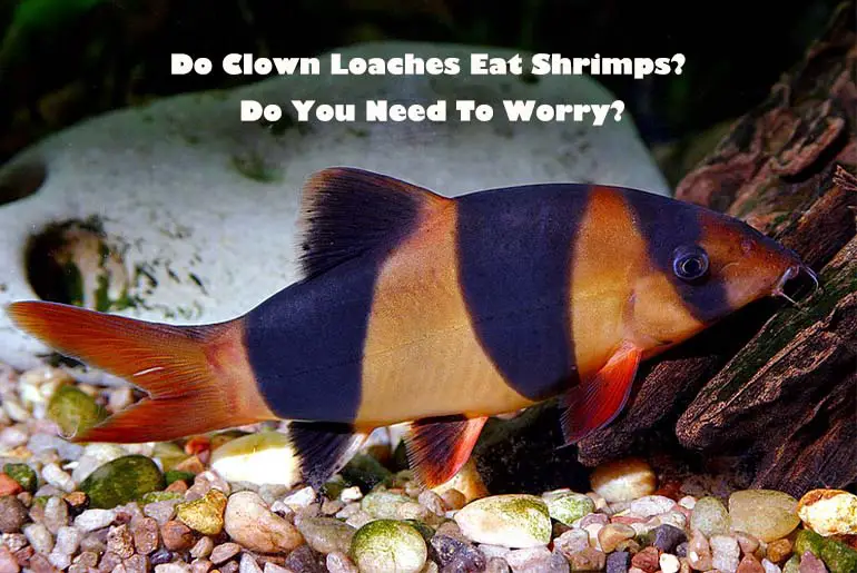 do Clown Loaches Eat shrimp