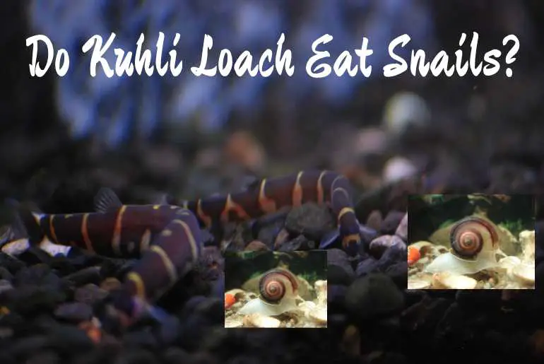 do kuhli loach eat snails