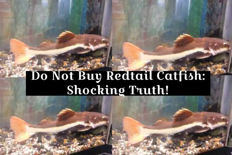 do not buy redtail catfish