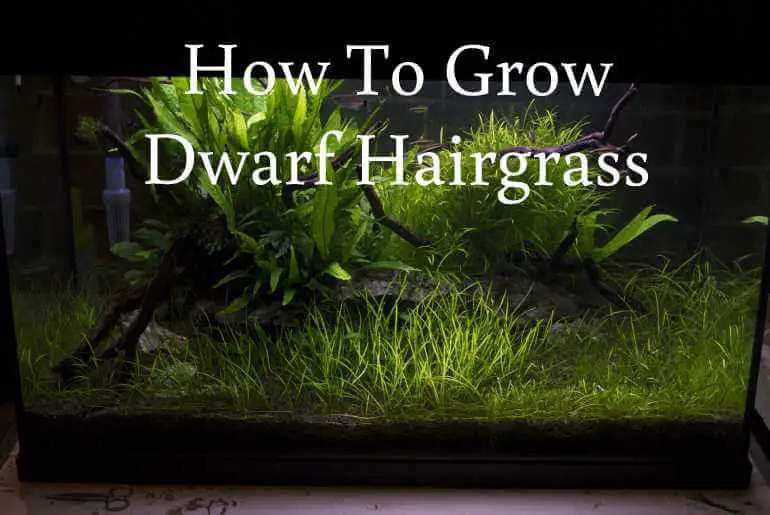 how to grow dwarf harigrass in gravel