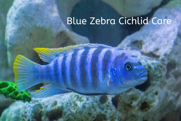 blue zebra cichlid