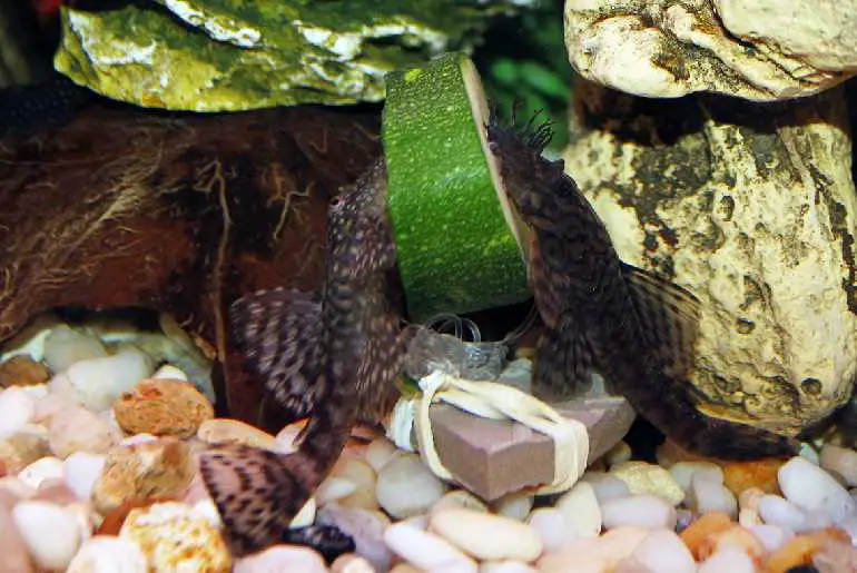 the best fish for beginners: Bristlenose Pleco