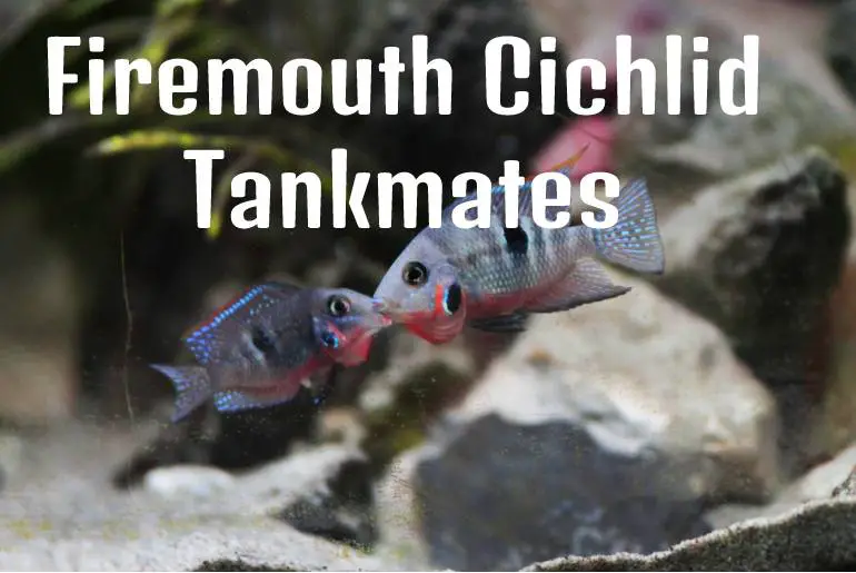 Firemouth Cichlid Tankmates