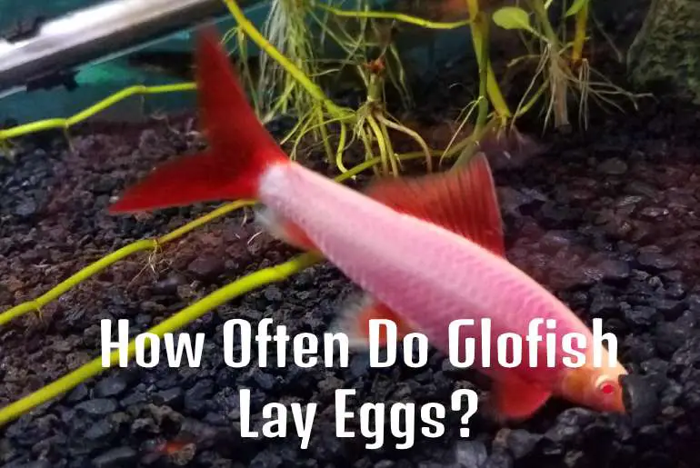 Glofish lay eggs