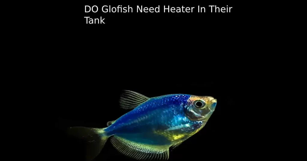 Do Glofish Need Heater In Their Tank