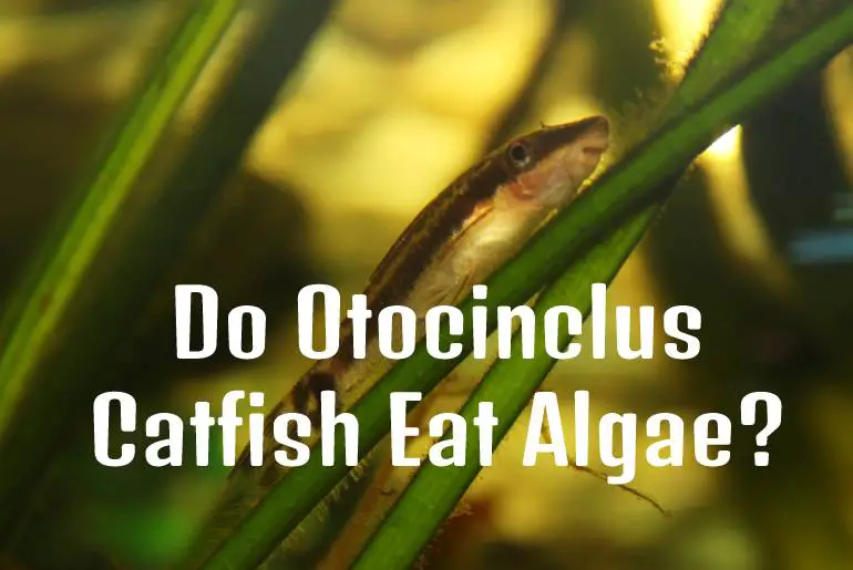Do Otocinclus Catfish Eat Algae?