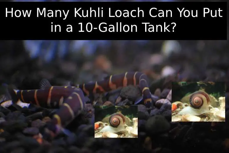 kuhli loach in 10 gallon tank