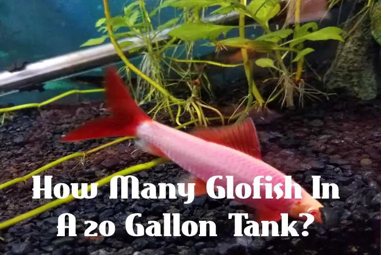 Glofish In A 20-Gallon Tank