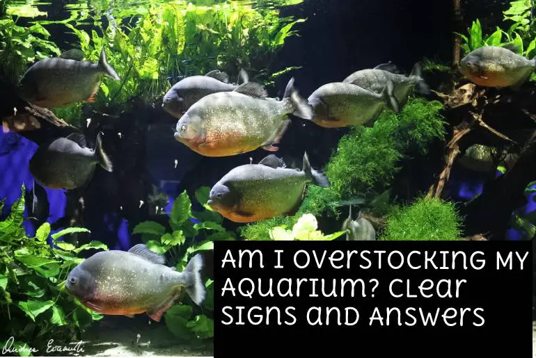 overstocking-aquarium