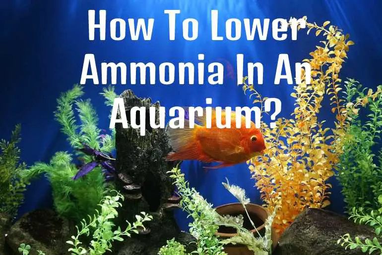 Ammonia in an aquarium