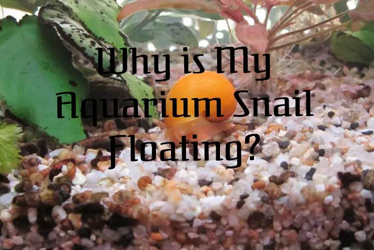 Aquarium snail Floating