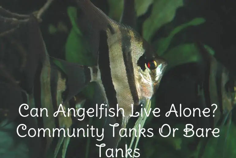 Can Angelfish live alone