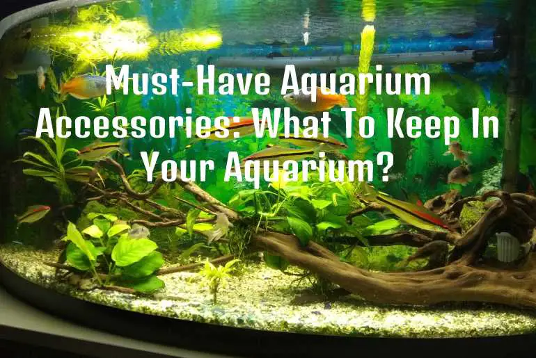 Must-have aquarium accessories
