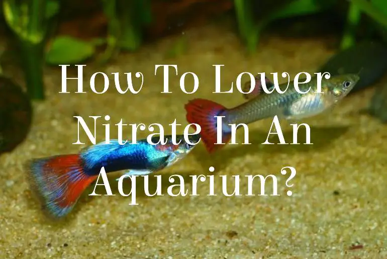 Nitrate In An Aquarium