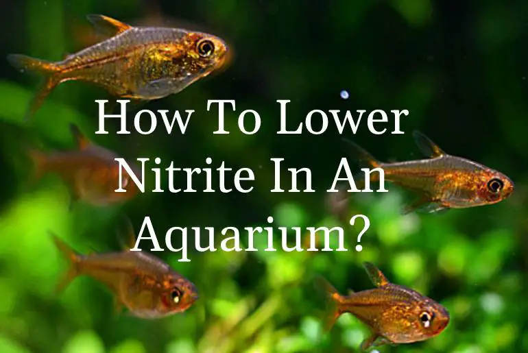 lower nitrite in an aquarium