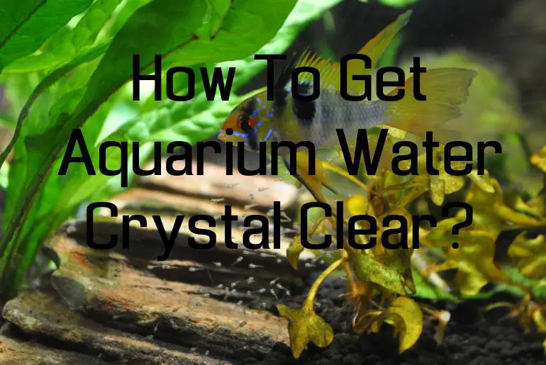aquarium water crystal clear