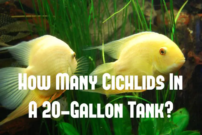 cichlids in a 20-gallon tank