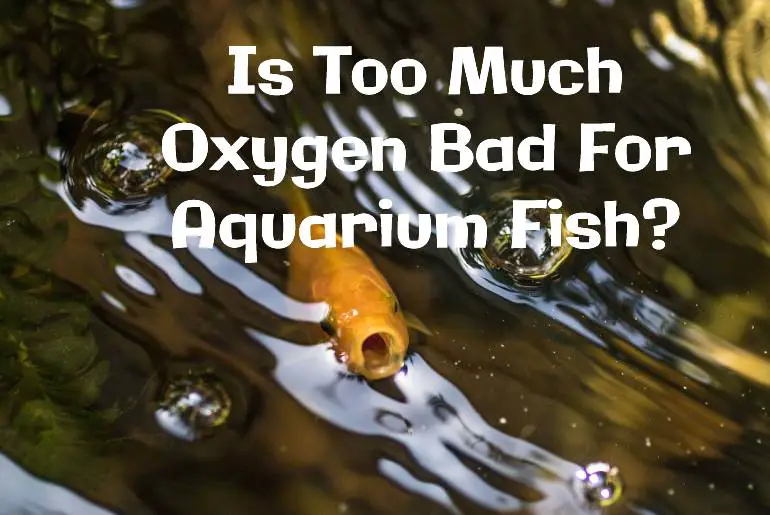 too much oxygen bad for fish