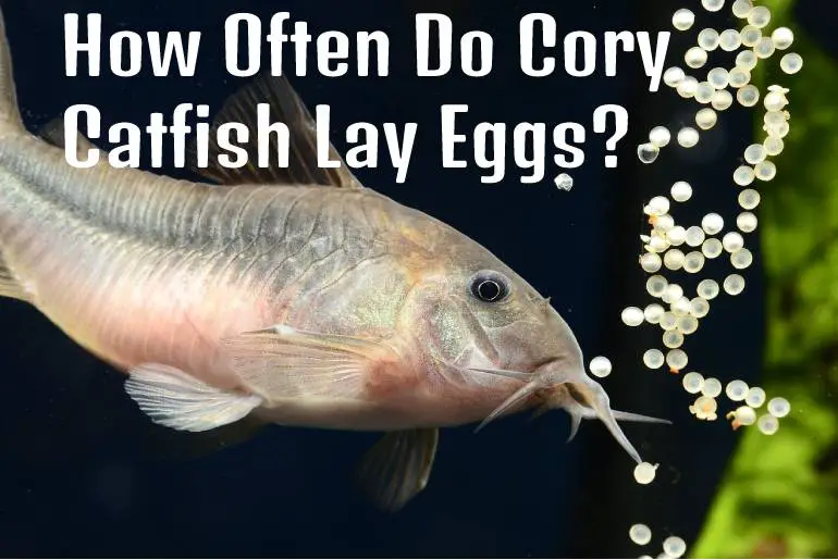 Cory Catfish Lay Eggs