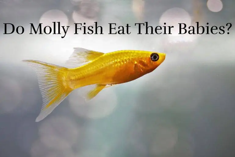 Do-Molly-Fish-Eat-Their-Babies_