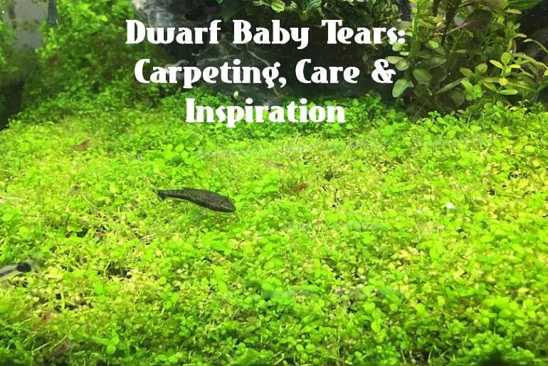 Dwarf Baby tears