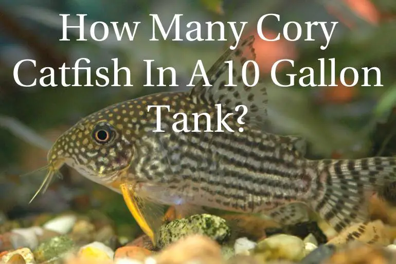 How Many Cory Catfish In A 10 Gallon Tank