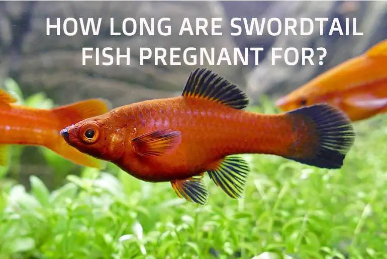 How Long Are Swordtail Fish Pregnant For?