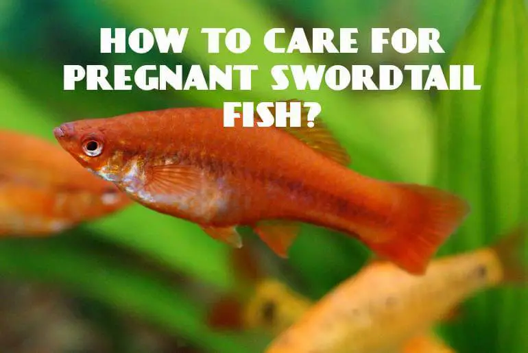 How To Care For Pregnant Swordtail Fish?