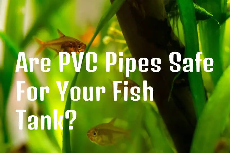 are PVC pipes safe for your fish
