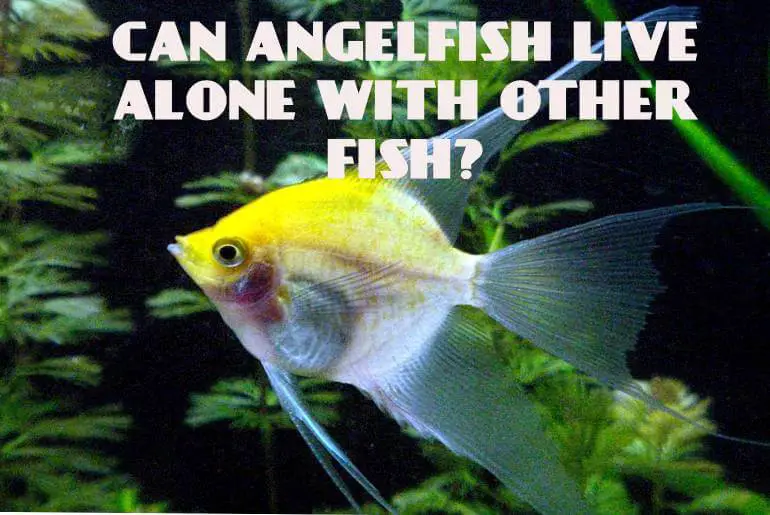 Can You Keep Angelfish Alone In A Community Tank With Other Fish?